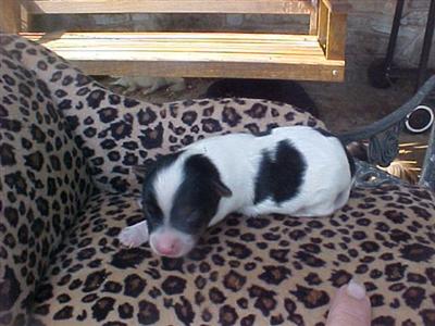 Puppies in TN